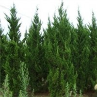 龍柏基地，南京龍柏供應，龍柏價格——南京江北雪松苗圃場