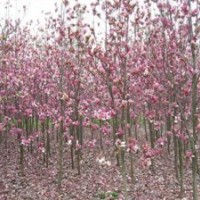 紫玉蘭基地，南京紫玉蘭基地供應，紫玉蘭價格——南京江北雪松苗