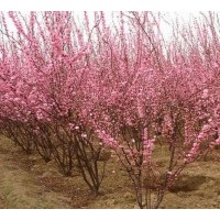 大量供應(yīng)榆葉梅，紫薇，紫葉李，大葉女貞，欒樹(shù)等