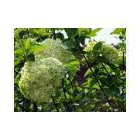 八仙花，定州八仙花價(jià)格，定州八仙花廠家，定州八仙花基地