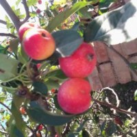 八棱海棠樹綠化苗木