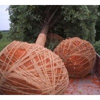 河南香樟樹 大量供應(yīng)香樟樹米經(jīng)5---25公分