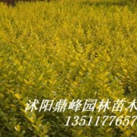 供應(yīng)綠化苗:金葉女貞，紅葉小檗，蜀檜,龍柏、地柏，扶芳藤