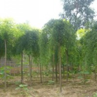 供應(yīng)龍爪槐