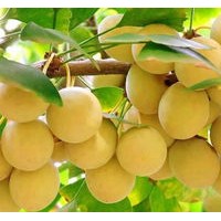 長(zhǎng)期供應(yīng)銀杏苗，銀杏樹(shù)，銀杏果，銀杏葉