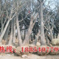 低價供應(yīng)國槐、合歡、白蠟、107楊樹苗、法桐等綠化苗木