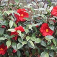 茶花！優(yōu)質(zhì)嫁接砧木茶花！10年生苗！