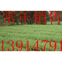 要雪松.找厚松.雪松小苗價(jià)格