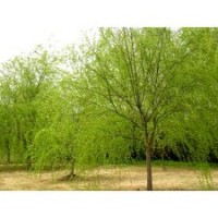供應(yīng)速生柳 垂柳1-20CM 以及種條