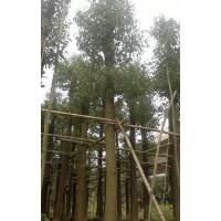 香樟袋苗產(chǎn)地直銷，香樟報(bào)價(jià)，廣東香樟，香樟供應(yīng)