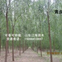 低價：毛白楊大小苗