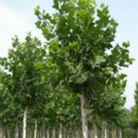 出售8公分，10公分，12公分，15公分法桐