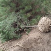 陜西油松2.5米----3米