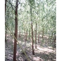 各種規(guī)格，垂柳