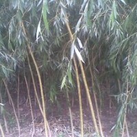 金絲垂柳，金絲垂柳基地，山東金絲垂柳，金絲垂柳價格