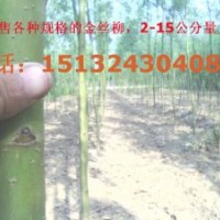 哪里有火炬樹苗