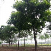 天津薊縣邦均苗木供應(yīng)垂柳