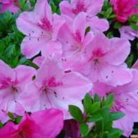 供應(yīng)福建毛杜鵑球