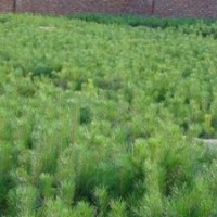 油松|供應(yīng)陜西各種規(guī)格油松等綠化苗木花卉