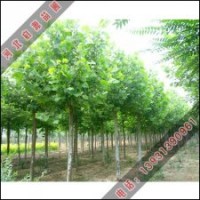 法桐的移植技術(shù)