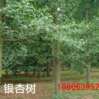 供銀杏大樹，銀杏樹苗。銀杏小苗，銀杏種子