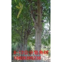 供應(yīng)1-15公分的皂角樹，皂角大樹那里有？山東苗木