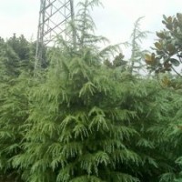 雪松-廣玉蘭白玉蘭大葉女貞香樟紅葉石楠