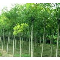 國槐，國槐最新行情，國槐苗，刺槐，油松苗，側(cè)柏，白皮松