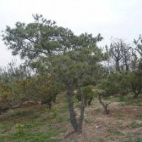 迎客松兄弟苗圃 山西迎客松,山西平頂松,山西油松