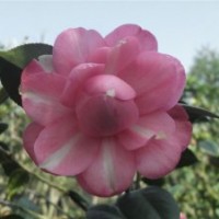 山茶花 山茶樹批發(fā)