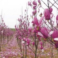 廣玉蘭、紫玉蘭、白玉蘭