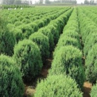 長(zhǎng)期出售檜柏球價(jià)格從優(yōu)