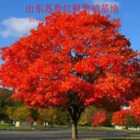 2013美國(guó)紅楓|秋火焰紅楓扦插小苗