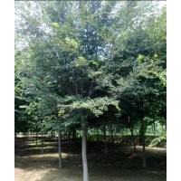 常年供應(yīng)紅櫸樹、法桐、廣玉蘭、欒樹、木槿等綠化苗