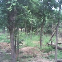 原生國槐，白皮松，蘋果苗，嫁接核桃苗，山楂樹