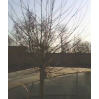 法桐.白蠟.國(guó)槐