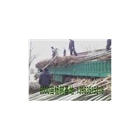 １０７|毛白楊|白蠟苗|柳樹|國槐