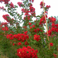 常年供應(yīng)紅火箭紫薇/紅火球紫薇