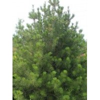 供應國槐、刺槐、香花槐、銀杏、白玉蘭、白蠟等