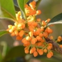 湖北桂花樹低價(jià)出售