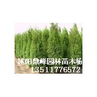 供應(yīng):蜀檜,龍柏