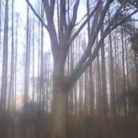 長期供應(yīng)：櫸樹：青垂柳