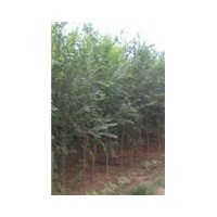 買(mǎi)榆樹(shù)哪里去？翱鄭苗木最滿(mǎn)意，最新榆樹(shù)價(jià)格，榆樹(shù)多少錢(qián)一顆？