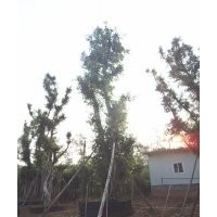 提供Ф109cm四川黃葛樹大樹，黃葛樹大樹價(jià)格