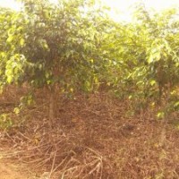 大量供應(yīng)90cm~140cm垂葉榕柱