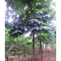 供應(yīng)、各種玉蘭、黃櫨、五角楓