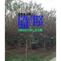 成都大紅紫薇 成都高桿桂花 成都紅花紫薇