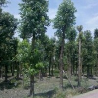 成都香樟價格 成都香樟報價 香樟品種 香樟規(guī)格
