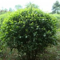 成都毛葉丁香價(jià)格 成都毛葉丁香報(bào)價(jià) 毛葉丁香品種 毛葉丁香規(guī)格