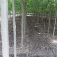 供應(yīng) 竹柳